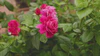 Grow a Legacy of Blooms
