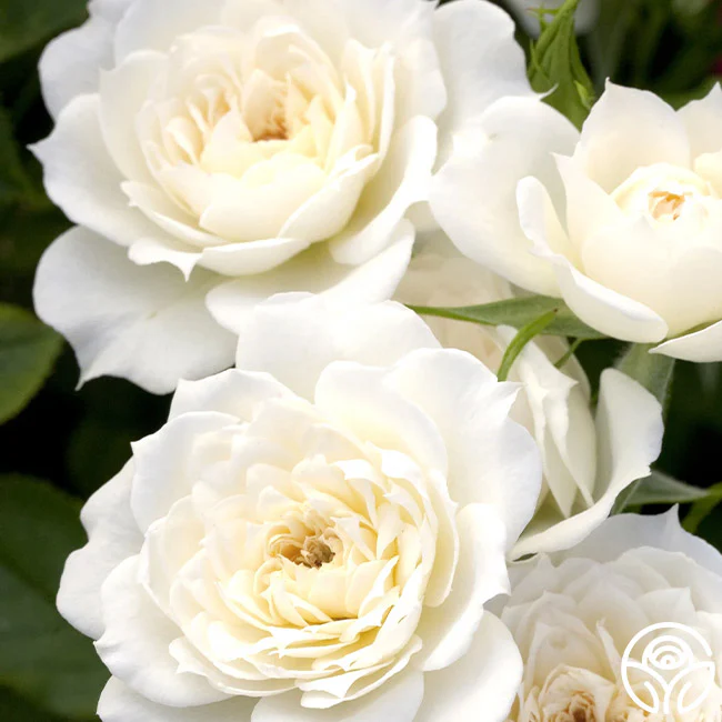 Roses On Sale For 40% Off