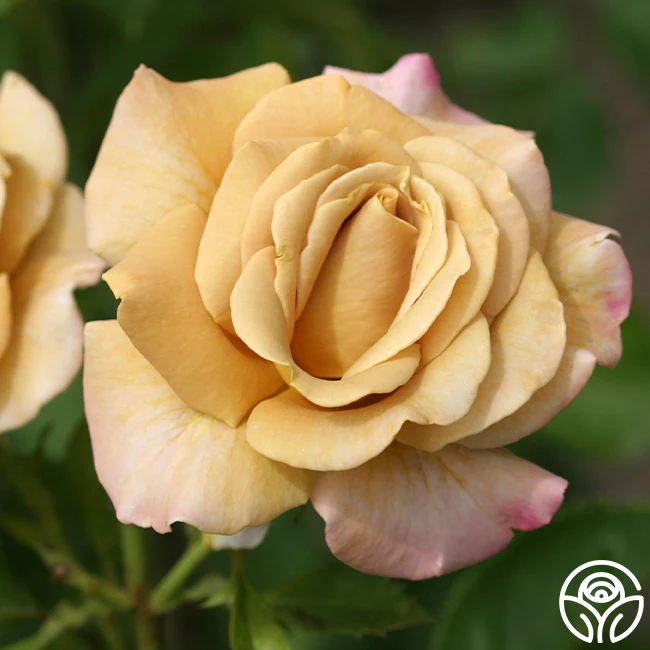 Roses on Sale for 15% off