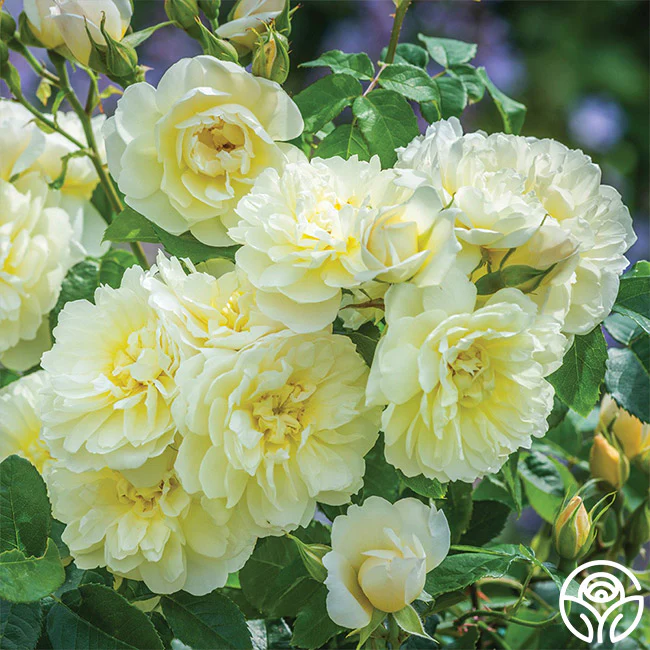 Roses On Sale for 20% Off
