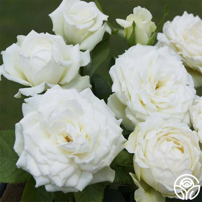 Roses On Sale for 30% Off